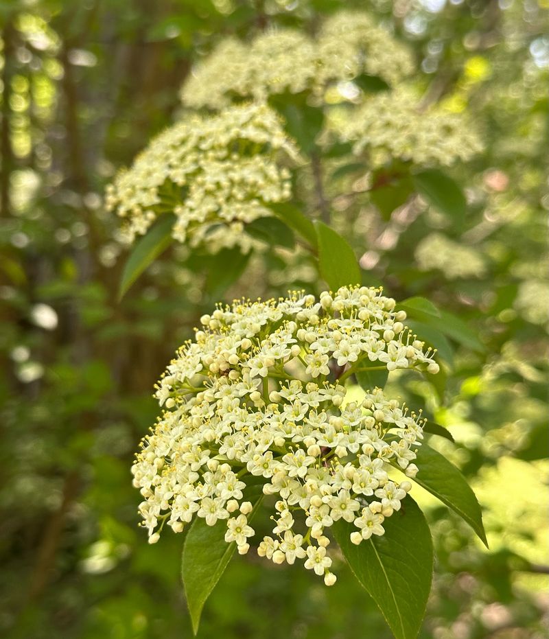 Viburnum - Spring's Versatile Bloomers