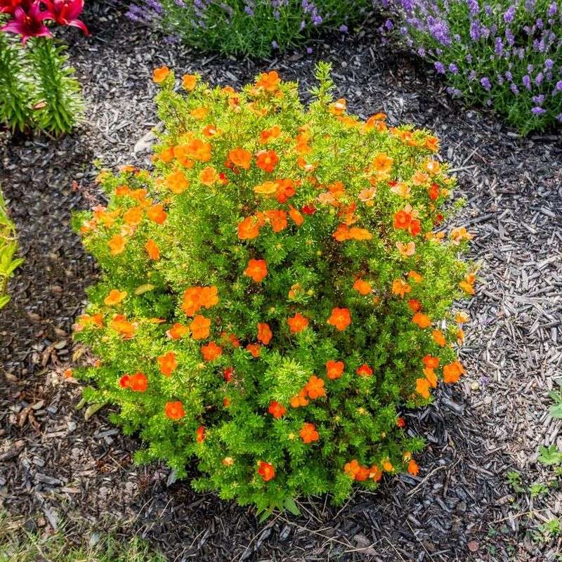 Potentilla
