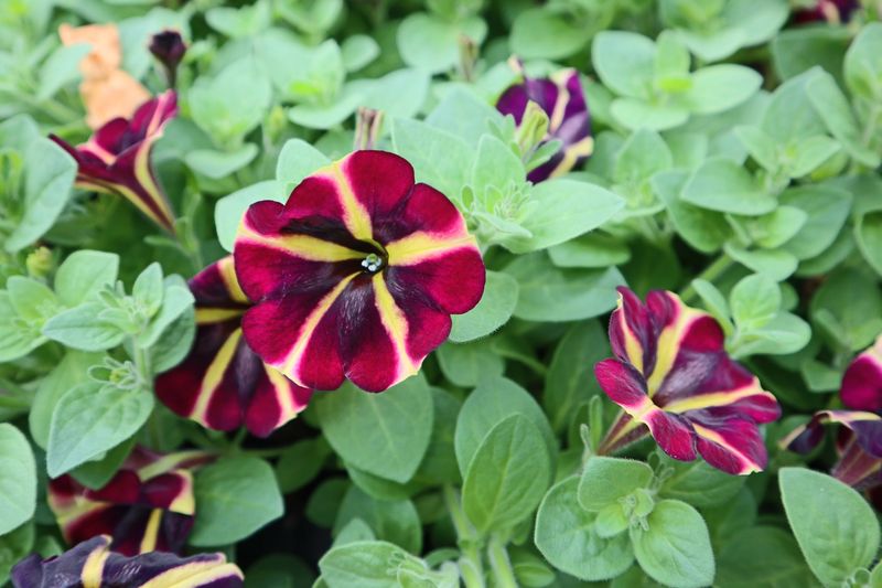 Petunias