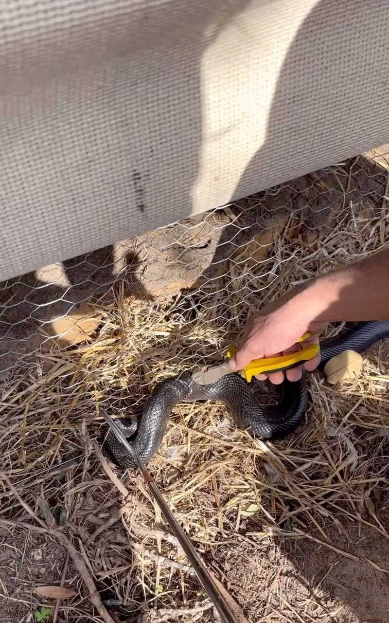Chicken Coop Smells