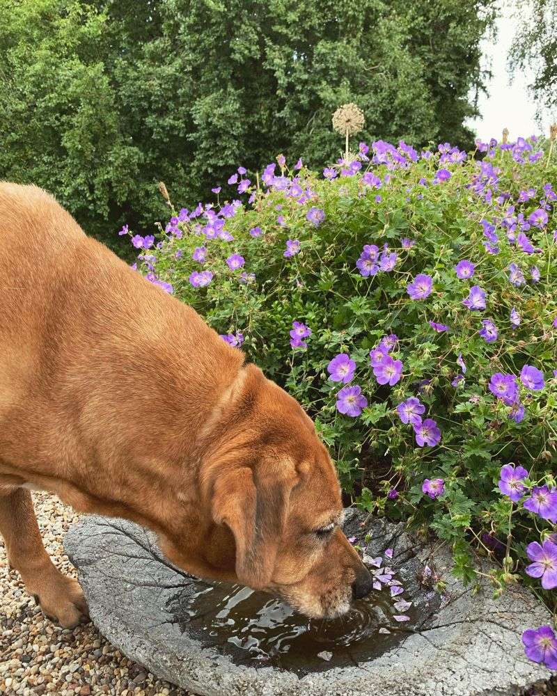 Pet and Wildlife Considerations