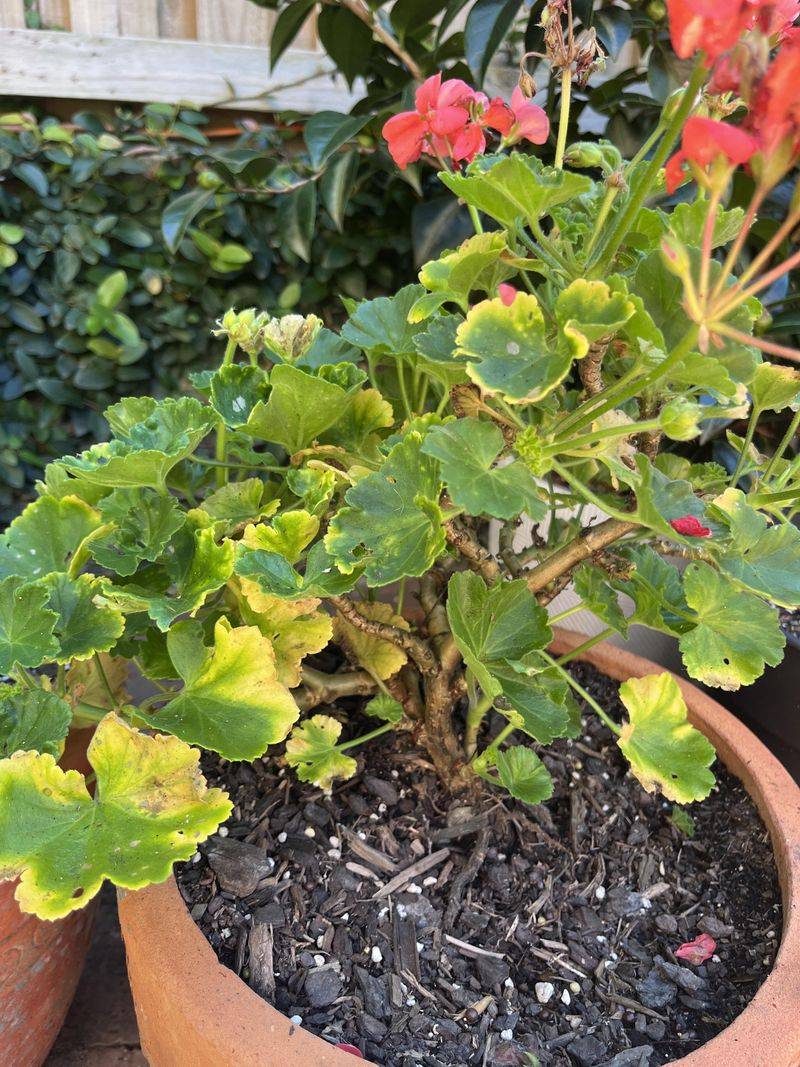 Flower Stalk Yellowing