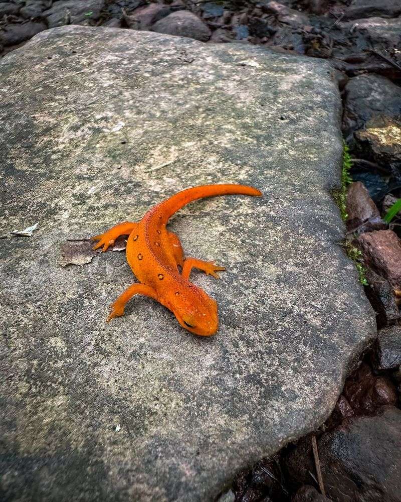 Red Efts