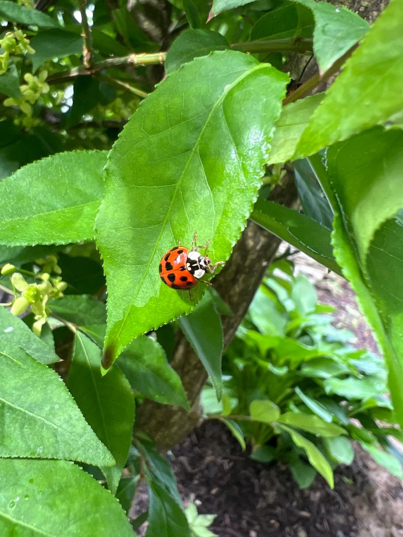 Ladybugs: Spotted Garden Allies
