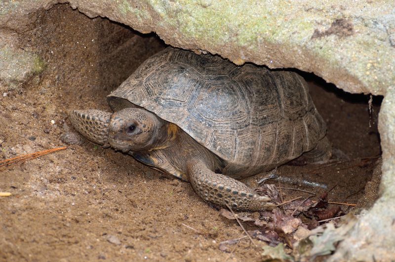 Gopher Tortoises