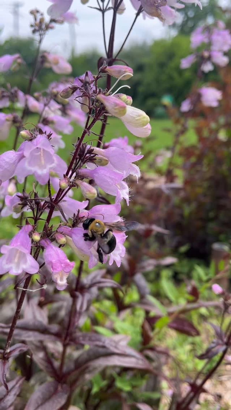 Penstemon (Beardtongue)