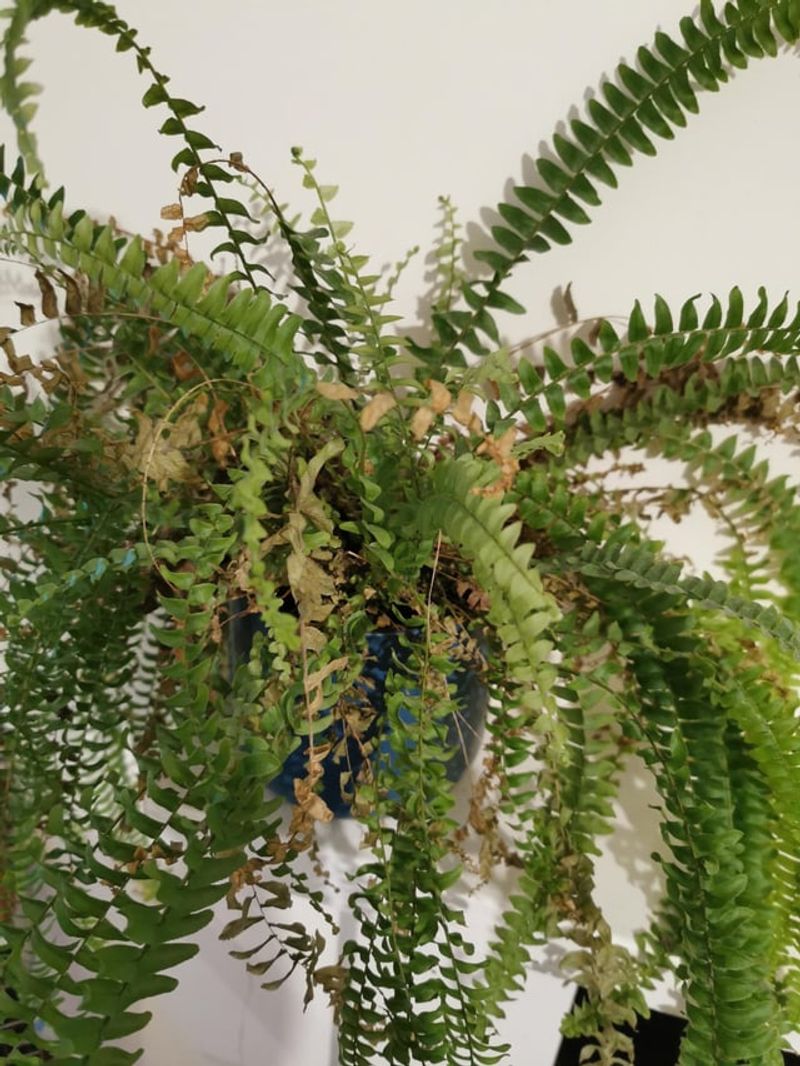 Boston Fern (Nephrolepis exaltata)