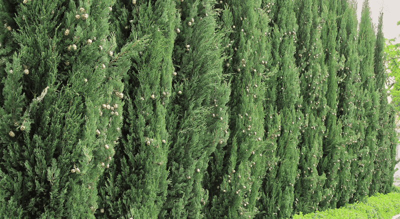 Renovate Mature Hedgerows Gradually