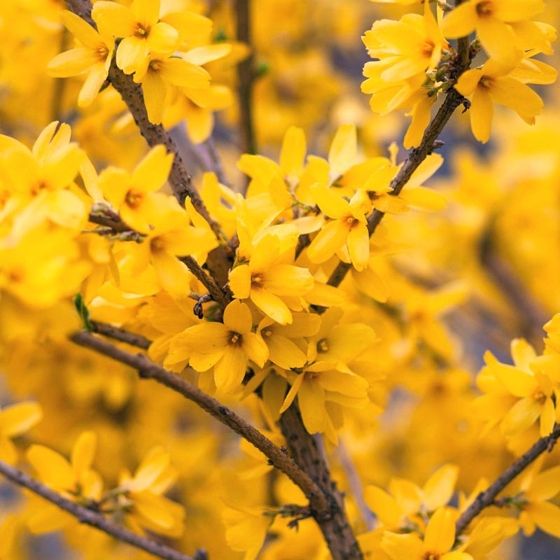 Prune Spring-Flowering Shrubs Now