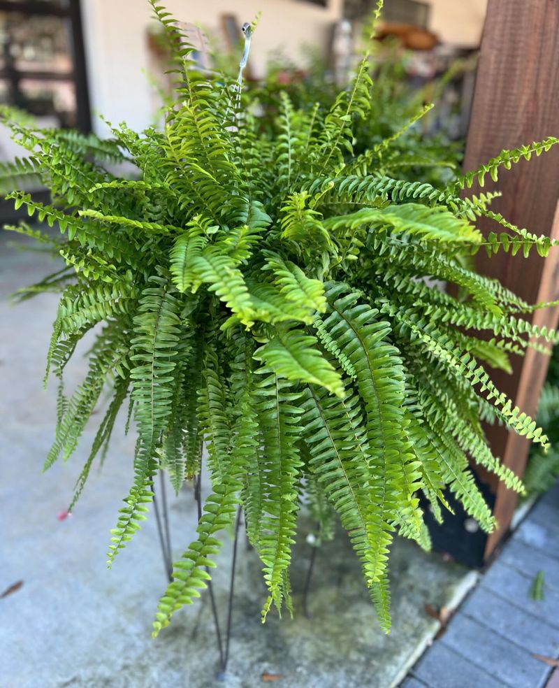 Use Quality Potting Mix