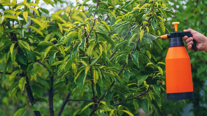 Apply Organic Fungicides