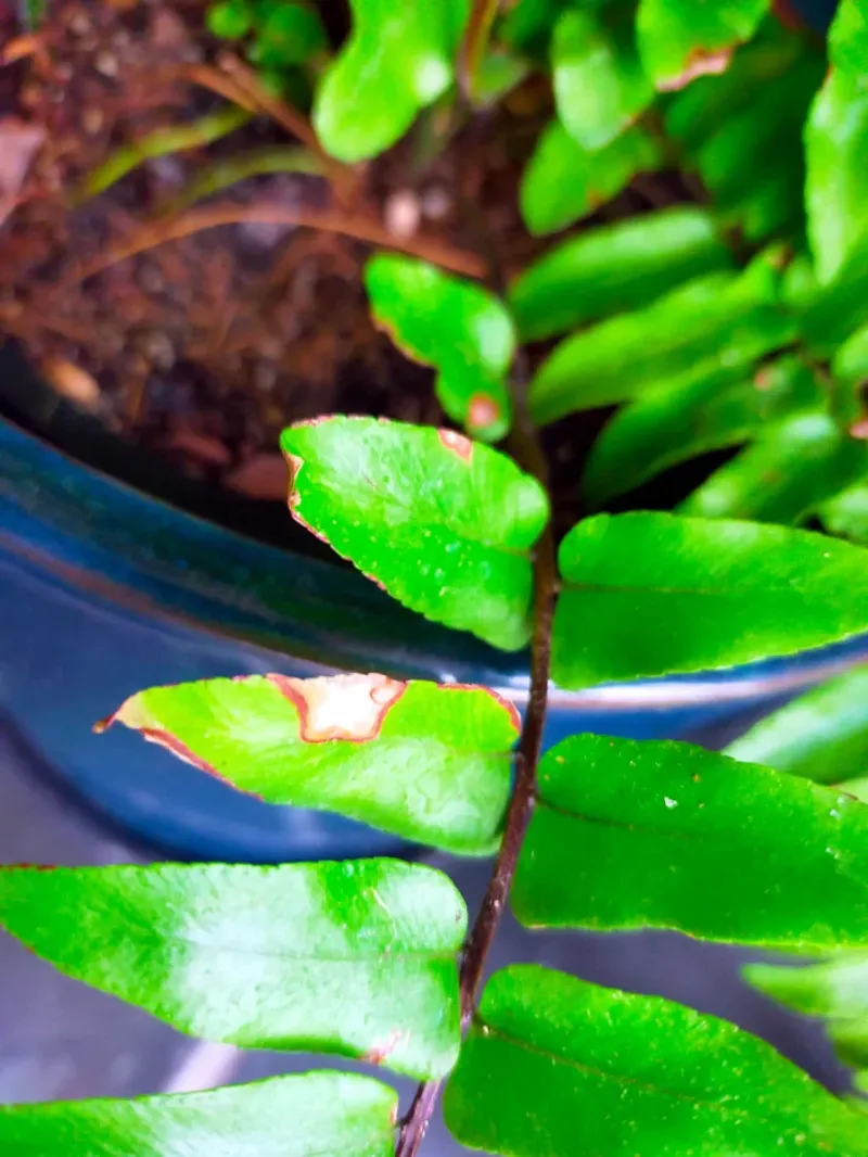 Recognize Signs Of Underwatering