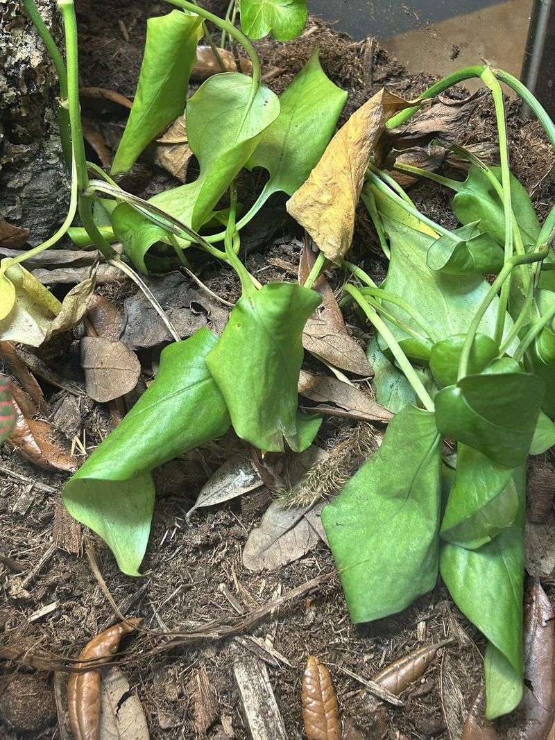 MISTAKE: Overwatering in Panic
