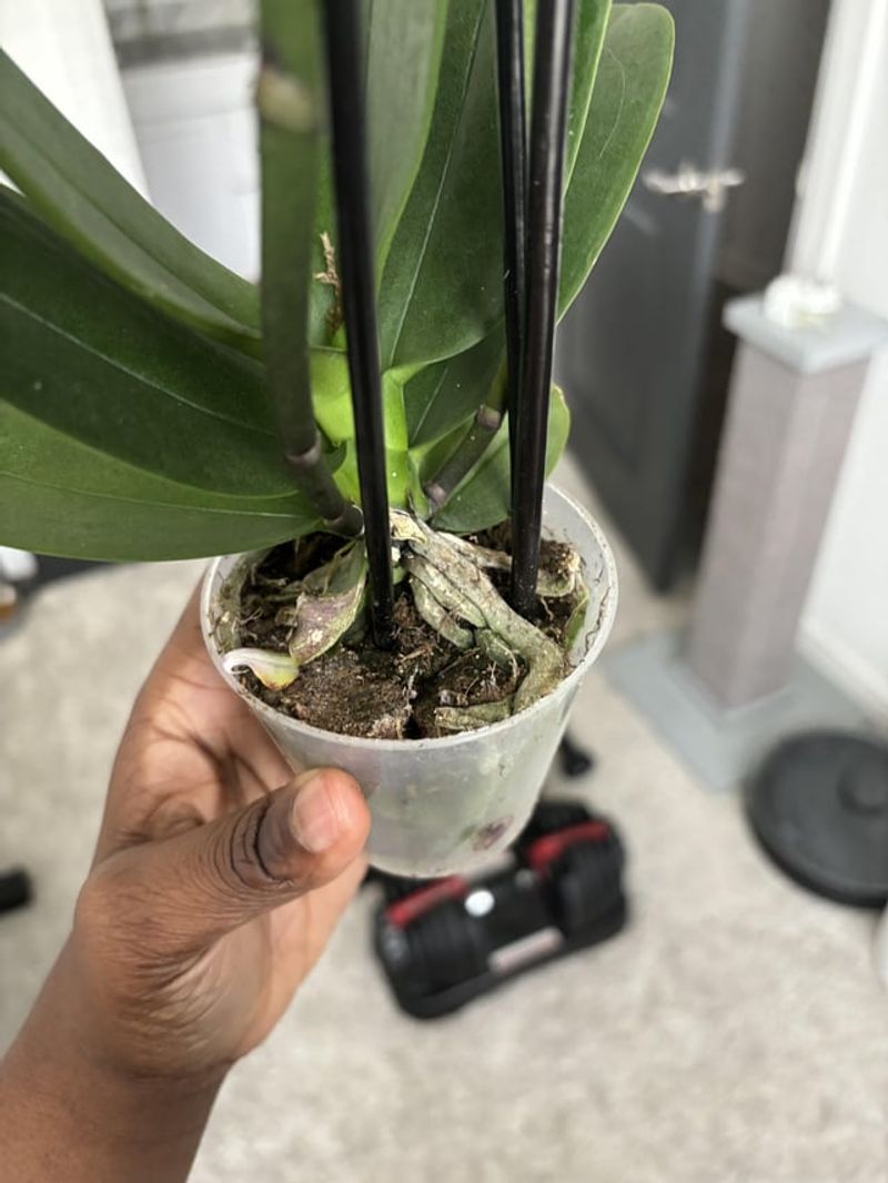 Repot With Perfect Timing
