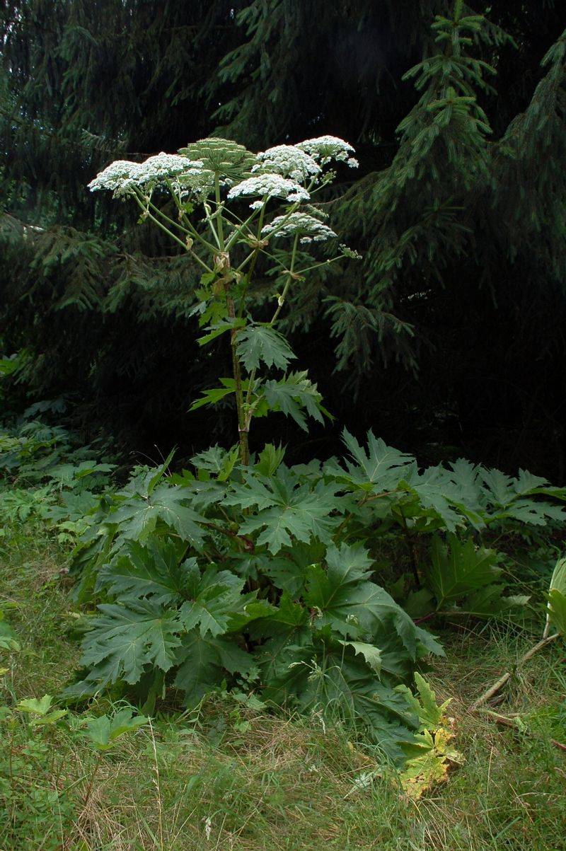 Soil Stabilization Needs