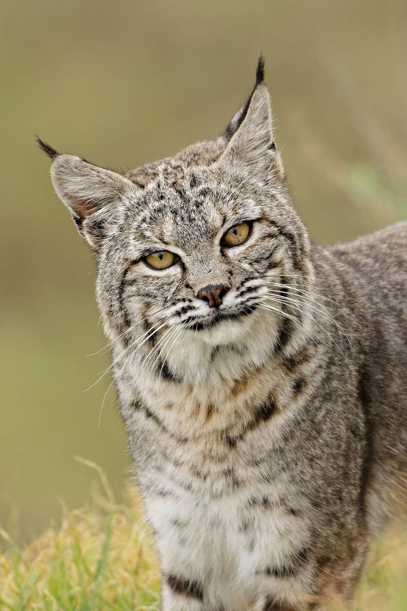 Bobcats: Stealthy Urban Predators