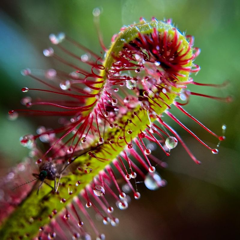 Drosera: The Glittering Death Traps