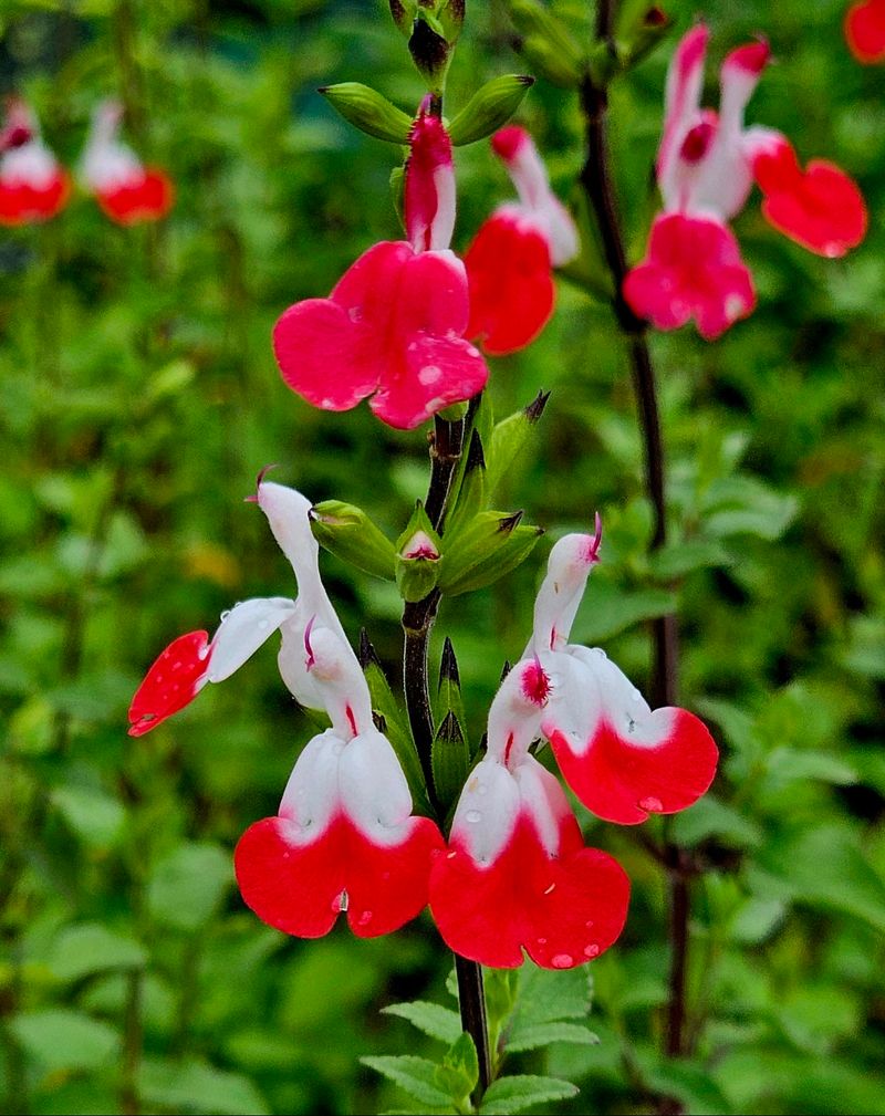 Hot Lips