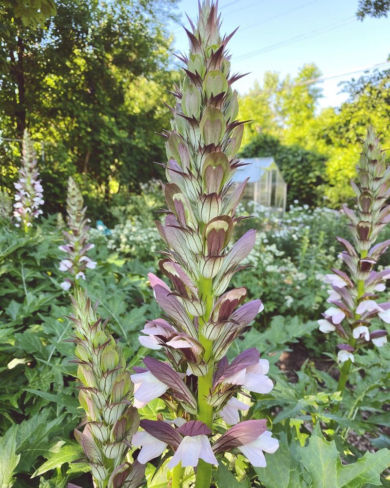 Bear's Breeches (Acanthus)