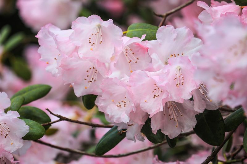 Rhododendron