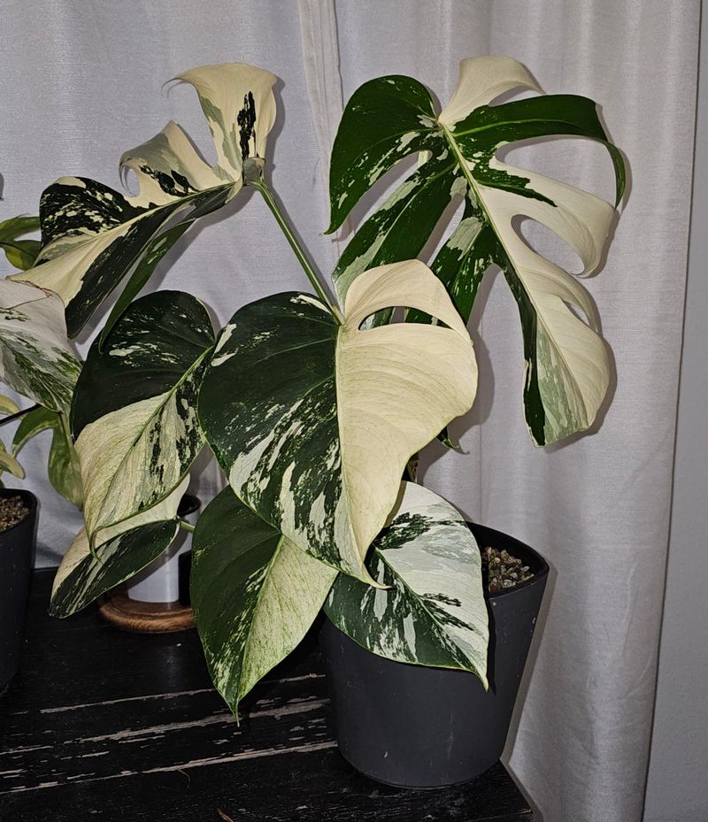 Monstera Albo 'Mint'