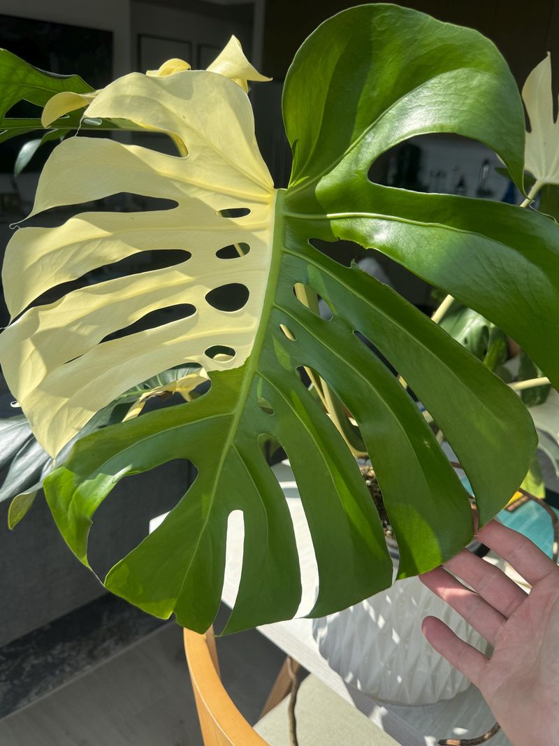 Monstera Albo 'Round Form'