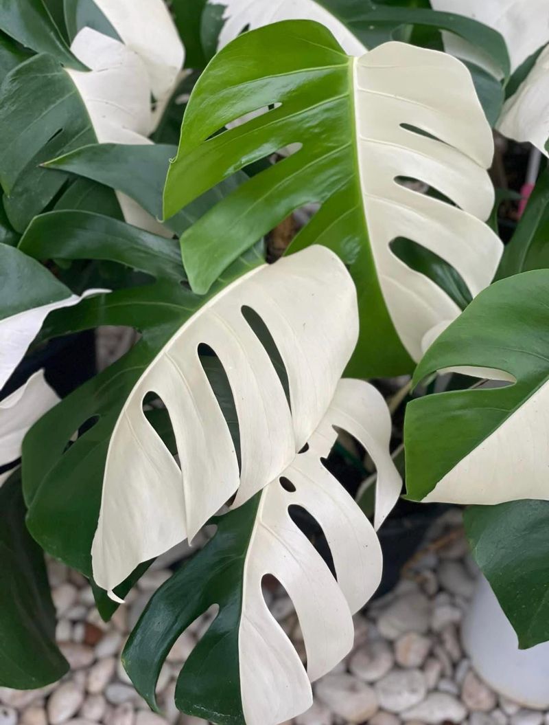 Monstera Albo 'Half Moon'