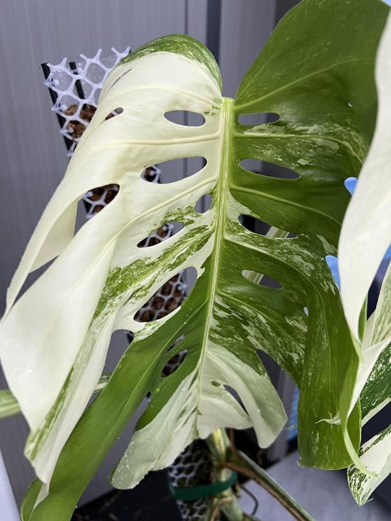Monstera Albo 'Marble'