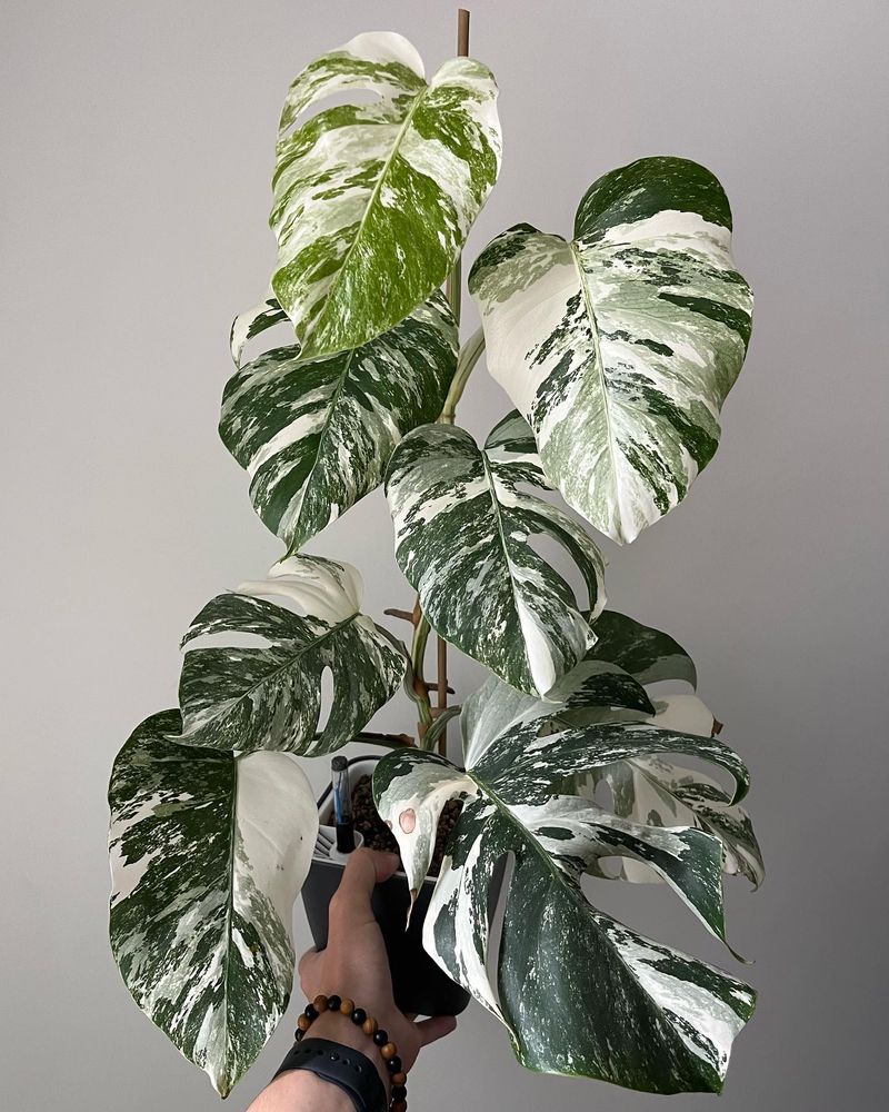 Monstera Albo 'Compact'