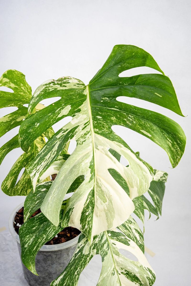 Monstera Albo 'Chimera'