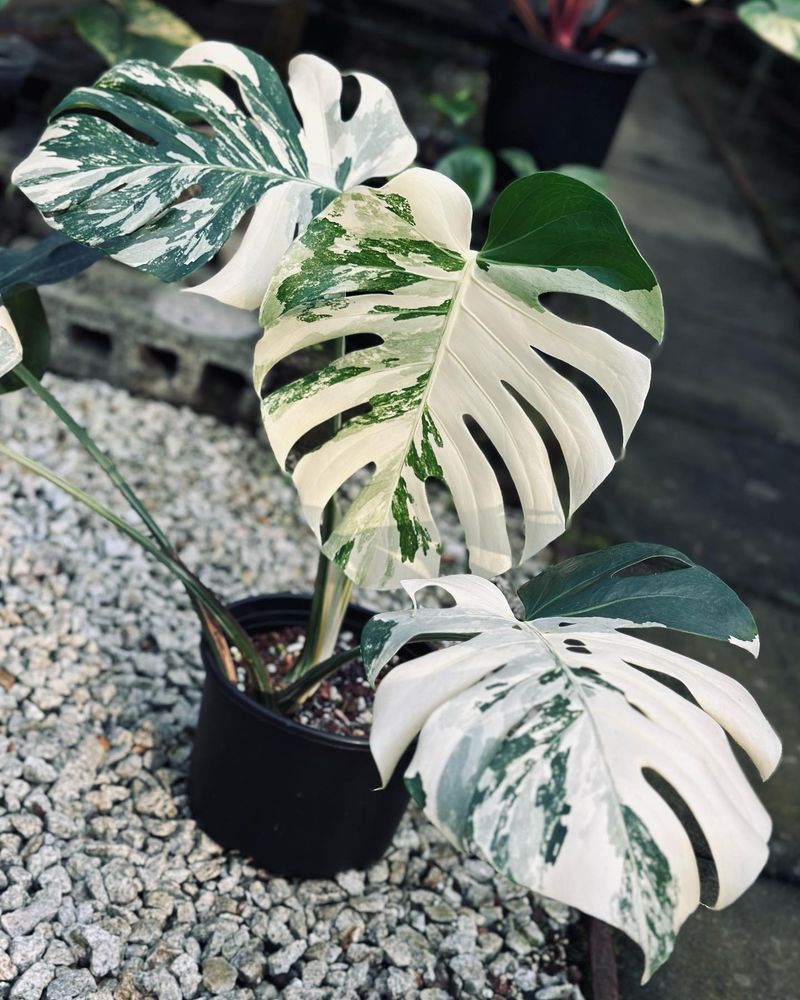 Monstera Albo 'Wide Form'