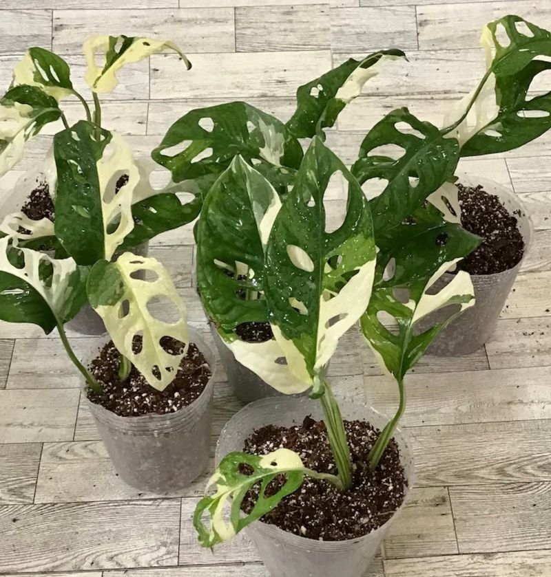 Monstera Albo 'Obliqua Variegata'