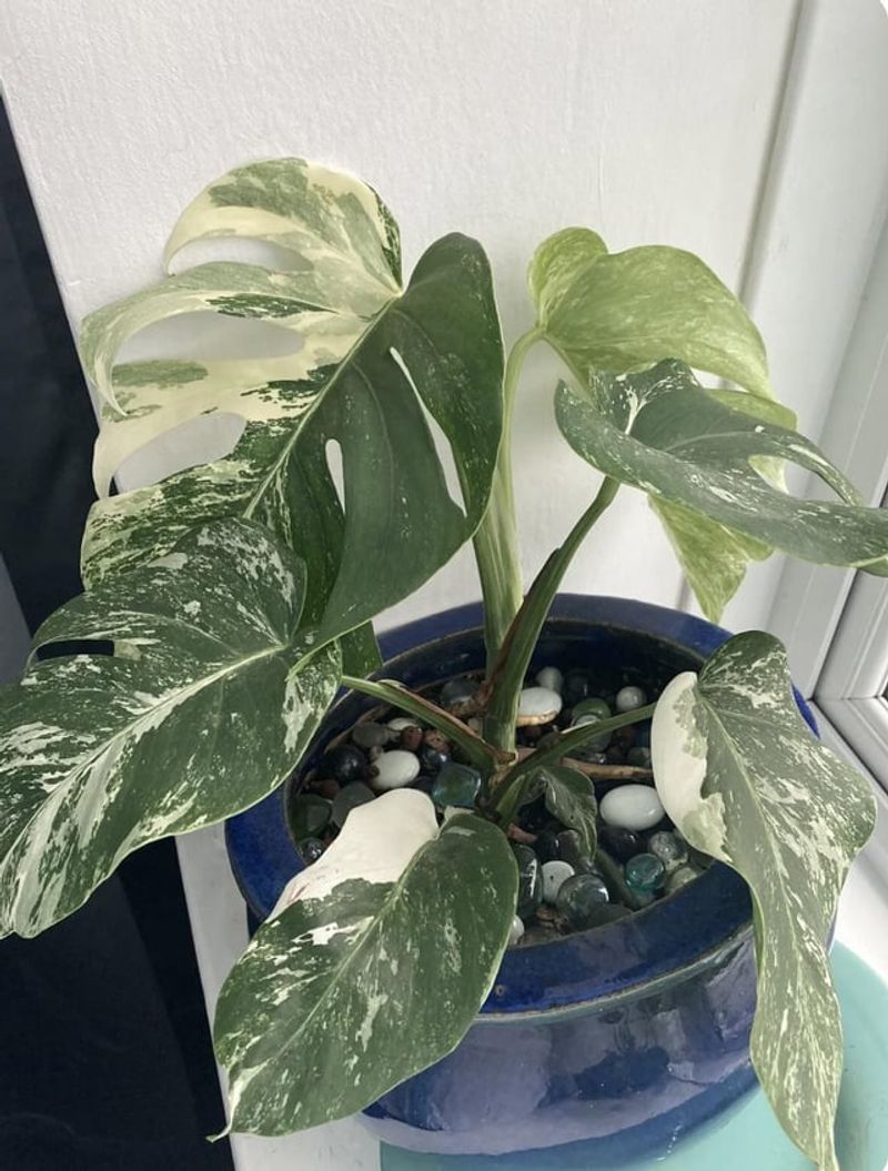 Monstera Albo 'Piccolo'