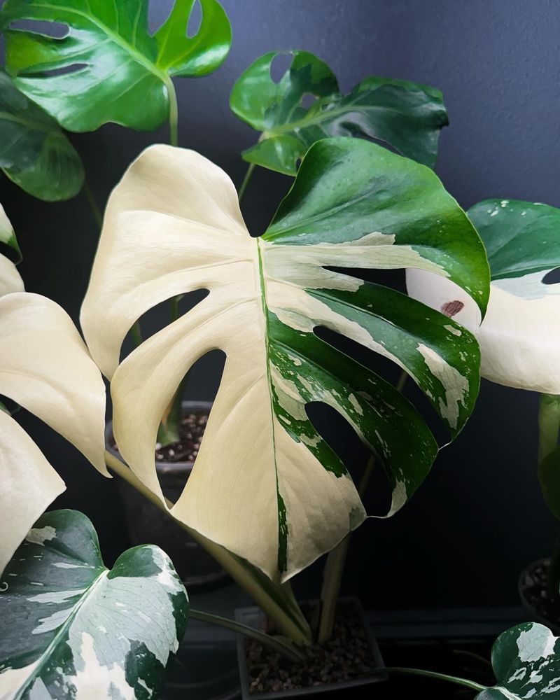 Monstera Deliciosa Albo Variegata