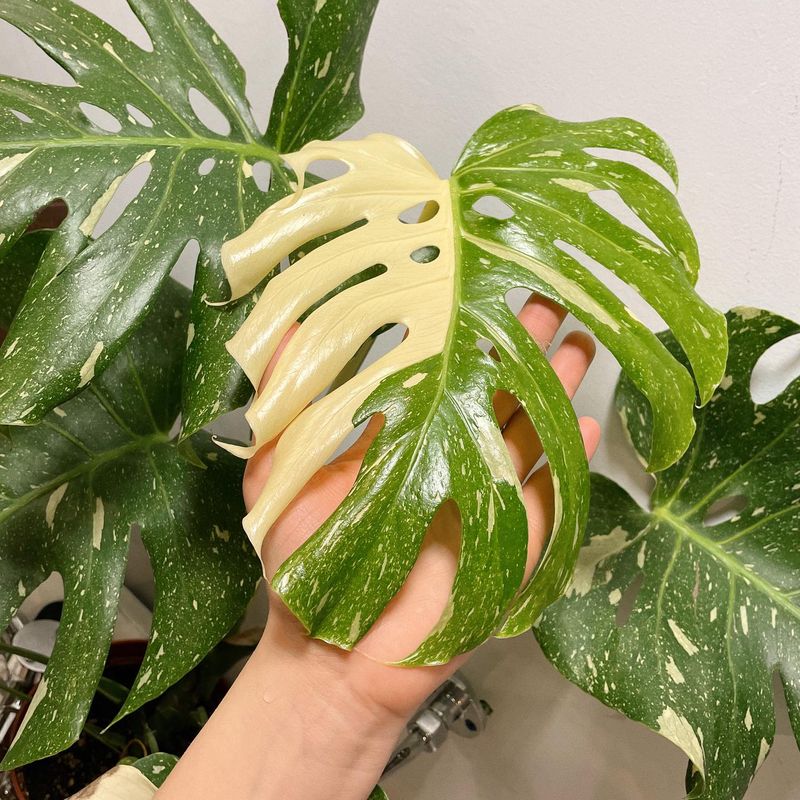 Monstera Albo 'Thai Constellation'
