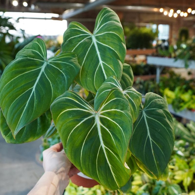 Philodendron Gloriosum