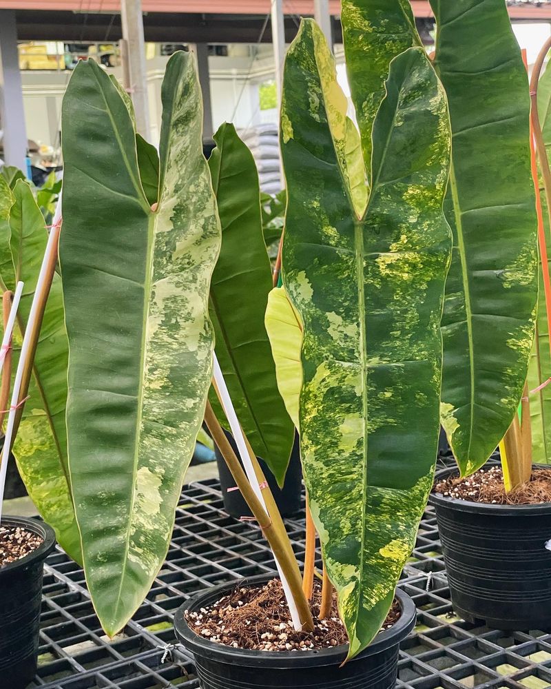 Variegated Philodendron Billietiae