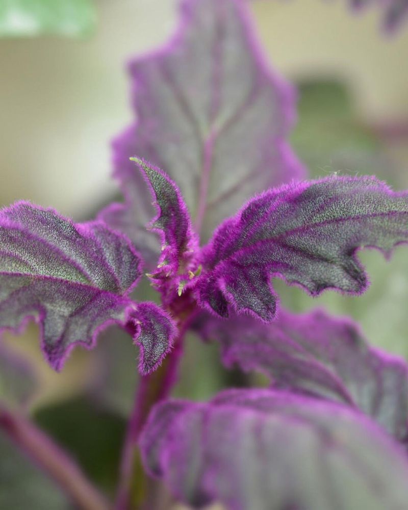 Purple Passion Vine