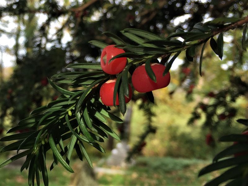 Irish Yew