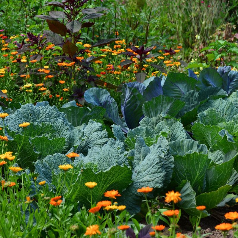 Companion Planting