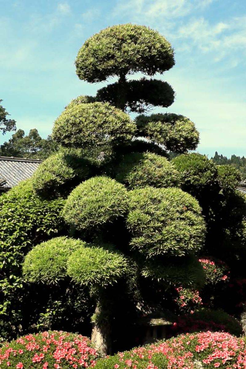Cloud Pruning (Niwaki)