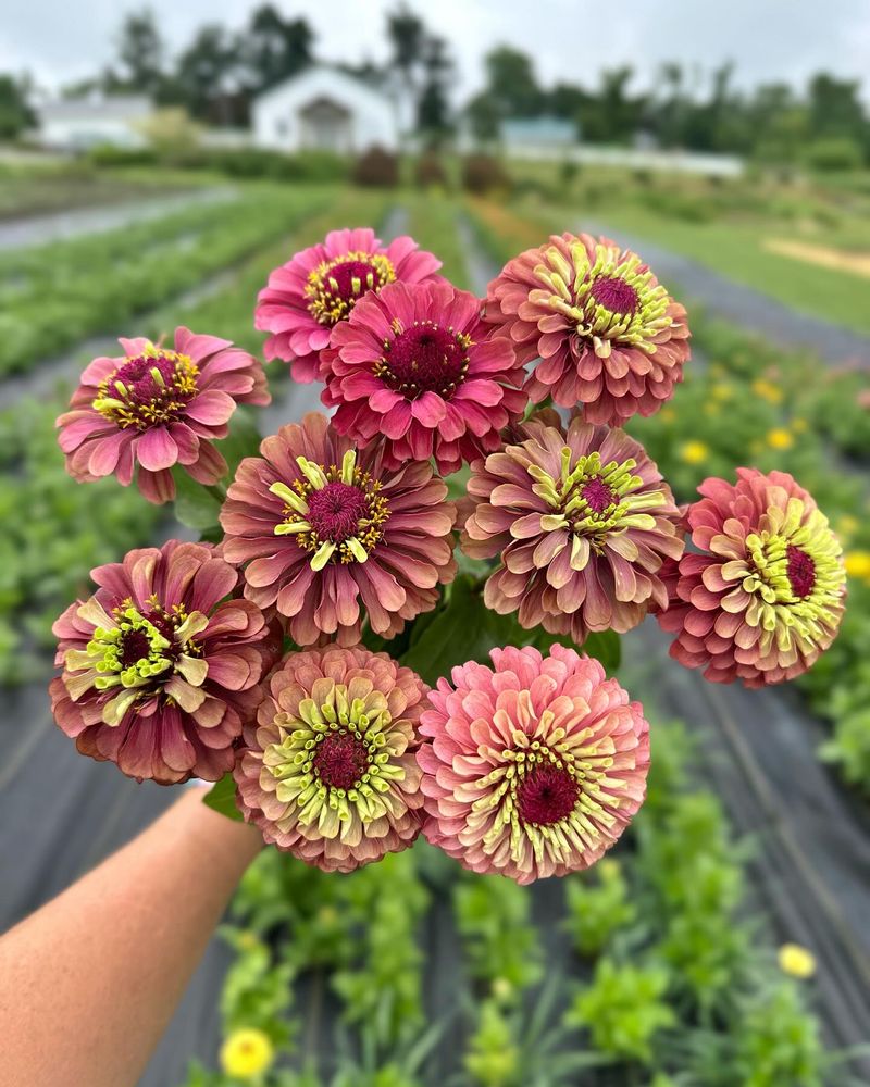 Black Beauty Zinnias