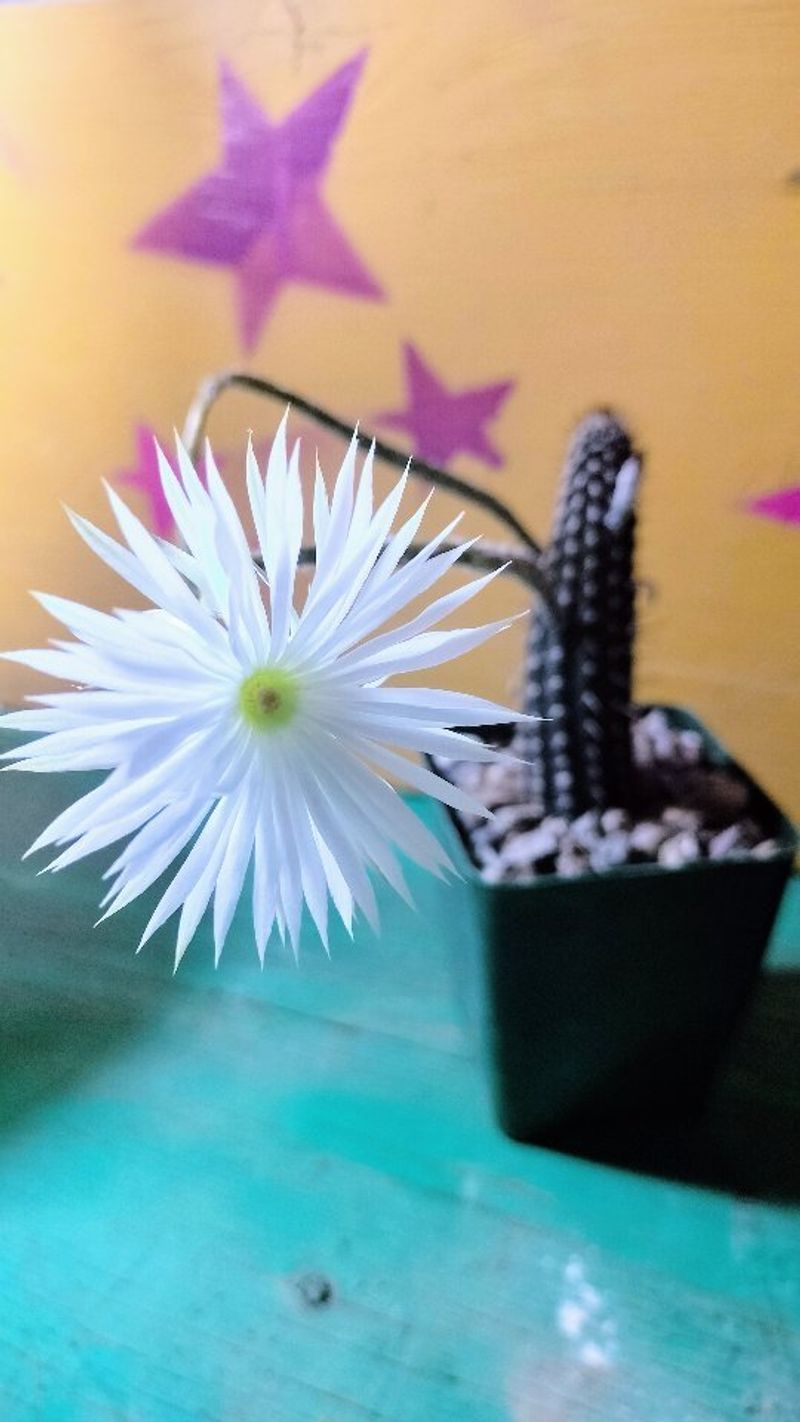 Twilight Cactus