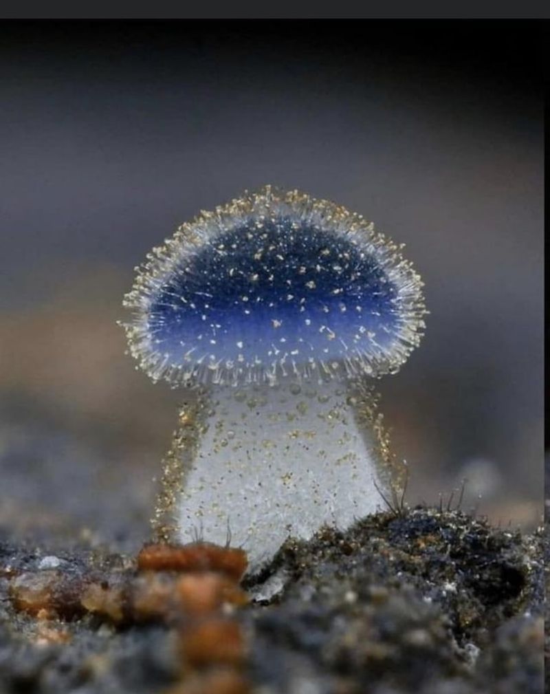 Celestial Mushroom