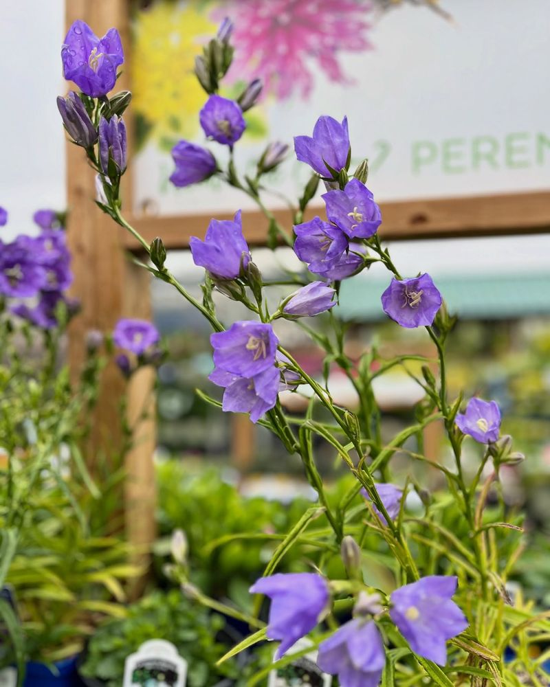 Lunar Bellflower