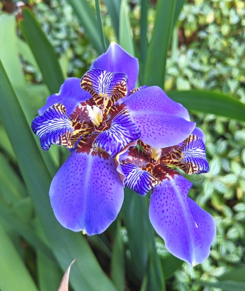 Werewolf Iris