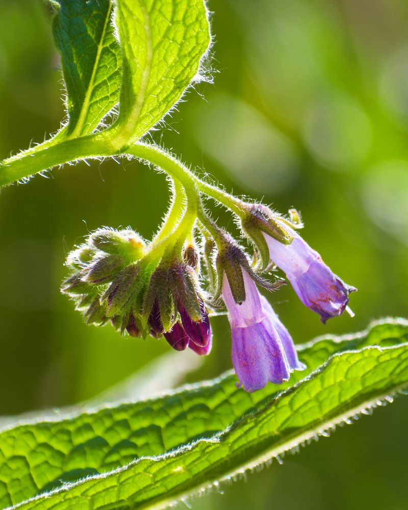 Comfrey