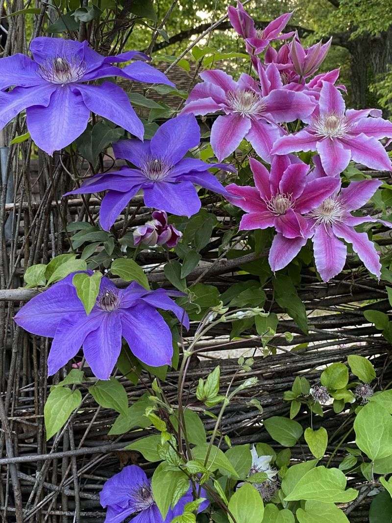 Keep Track Of Your Varieties