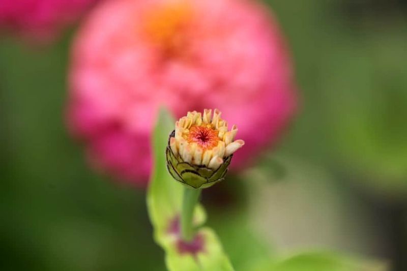 Recognize Spent Blooms Correctly