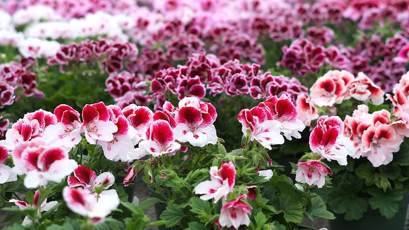 Geraniums